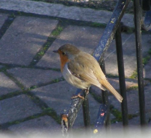 Robin