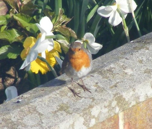 Robin