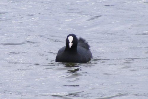 Coot