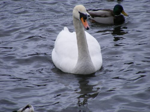 Swan
