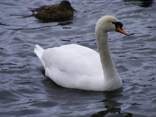 Another Swan