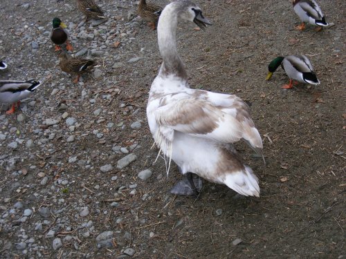 Yay For Swans.  And mallard ducks.