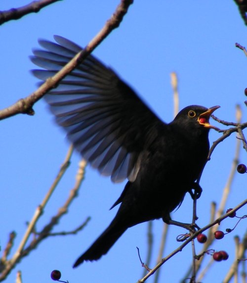 Blackbird