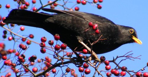Blackbird