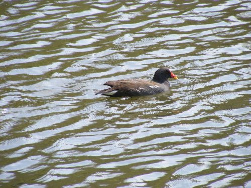 moorhen